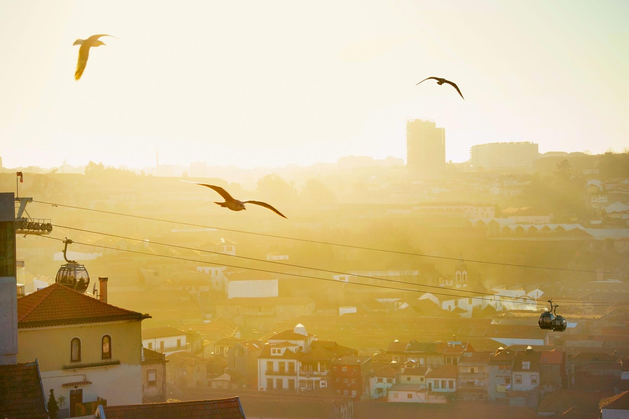 Vista panorâmica do Porto com gaivotas